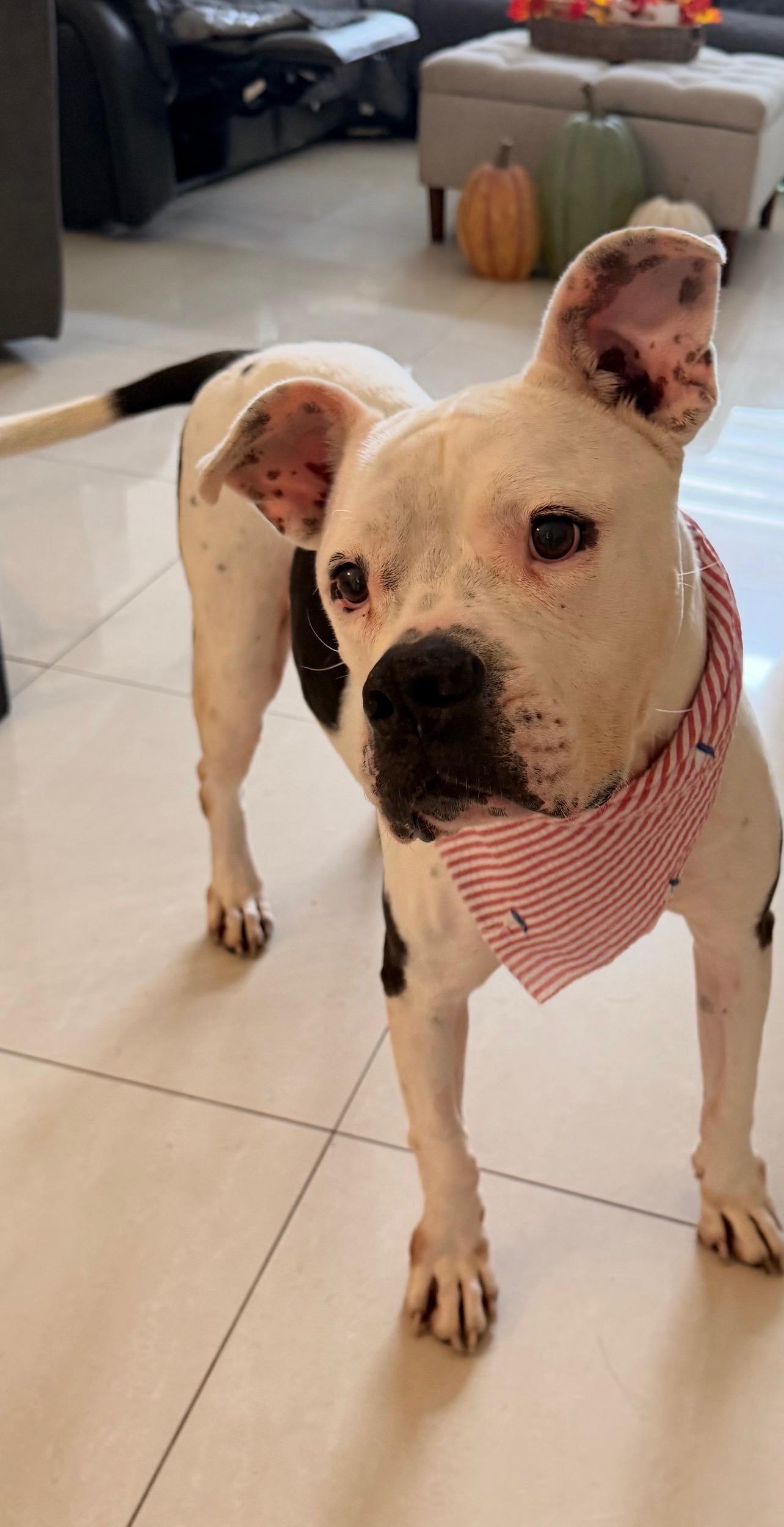 Enlarge Tinka, a Adoptable mixed breed in vero beach, FL image 1/6