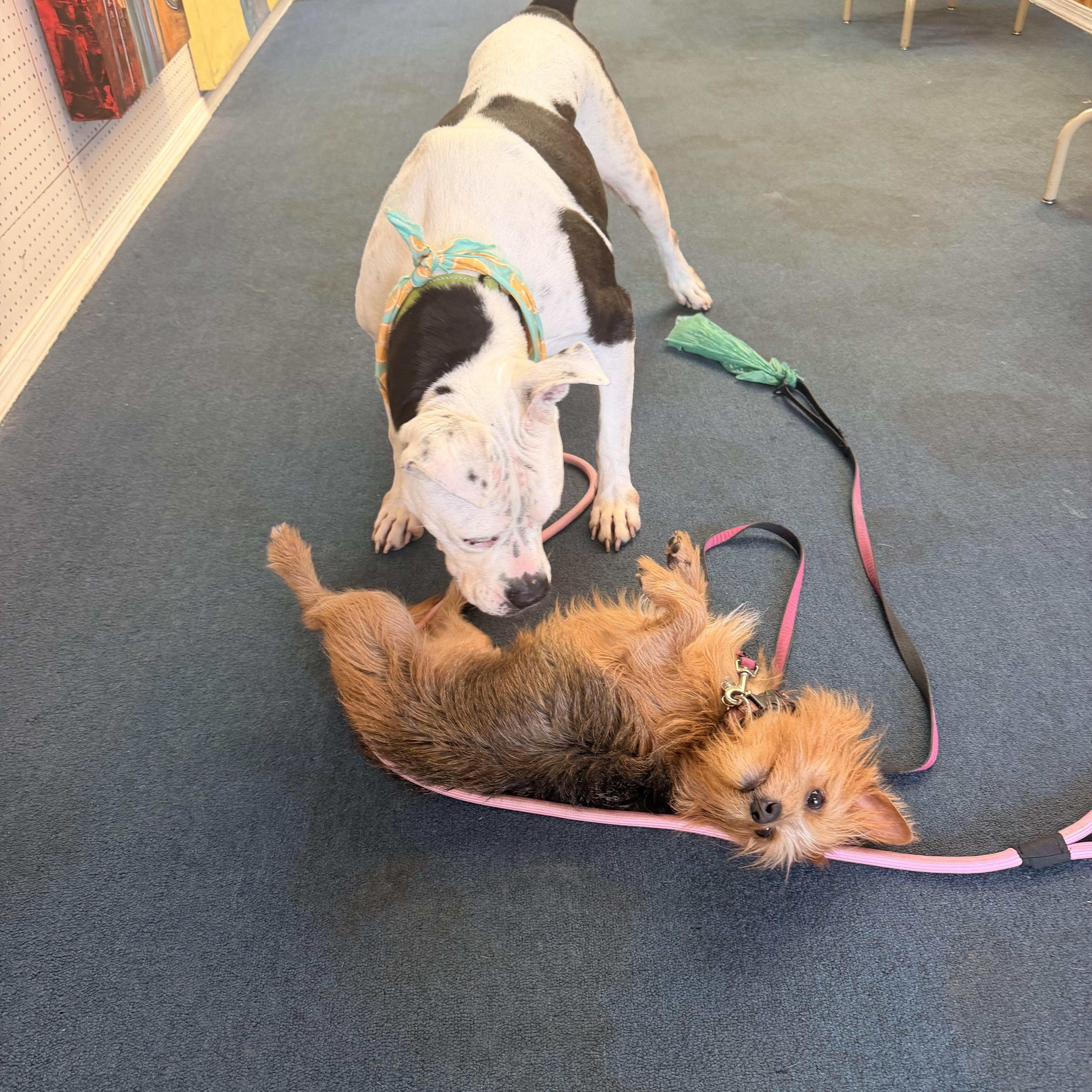 Enlarge Tinka, a Adoptable mixed breed in vero beach, FL image 6/6