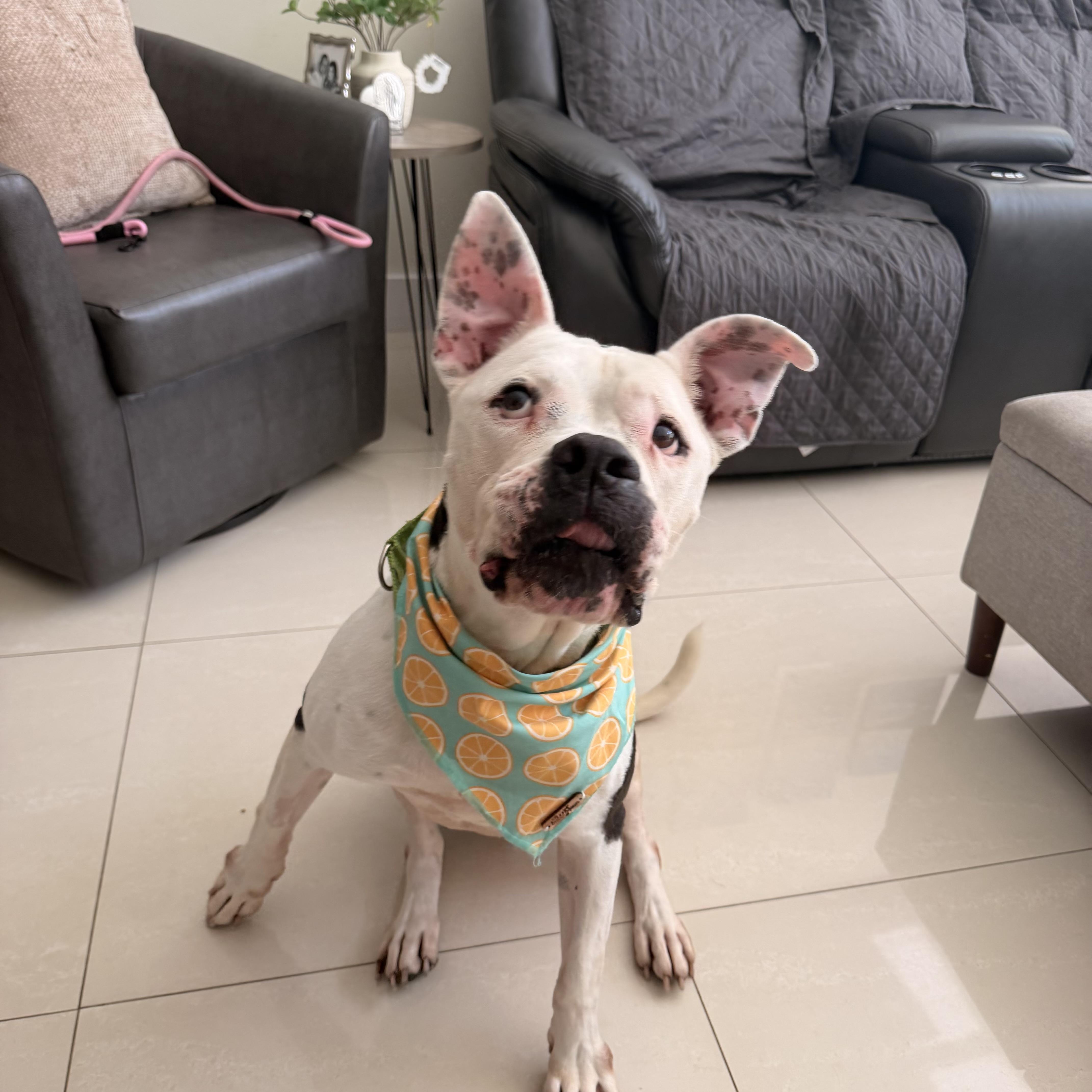 Enlarge Tinka, a Adoptable mixed breed in vero beach, FL image 5/6