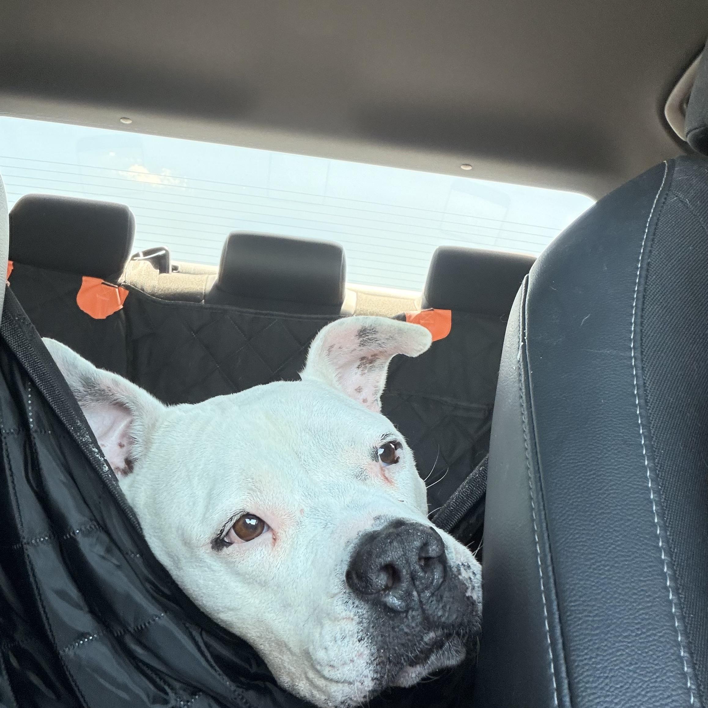 Enlarge Tinka, a Adoptable mixed breed in vero beach, FL image 4/6