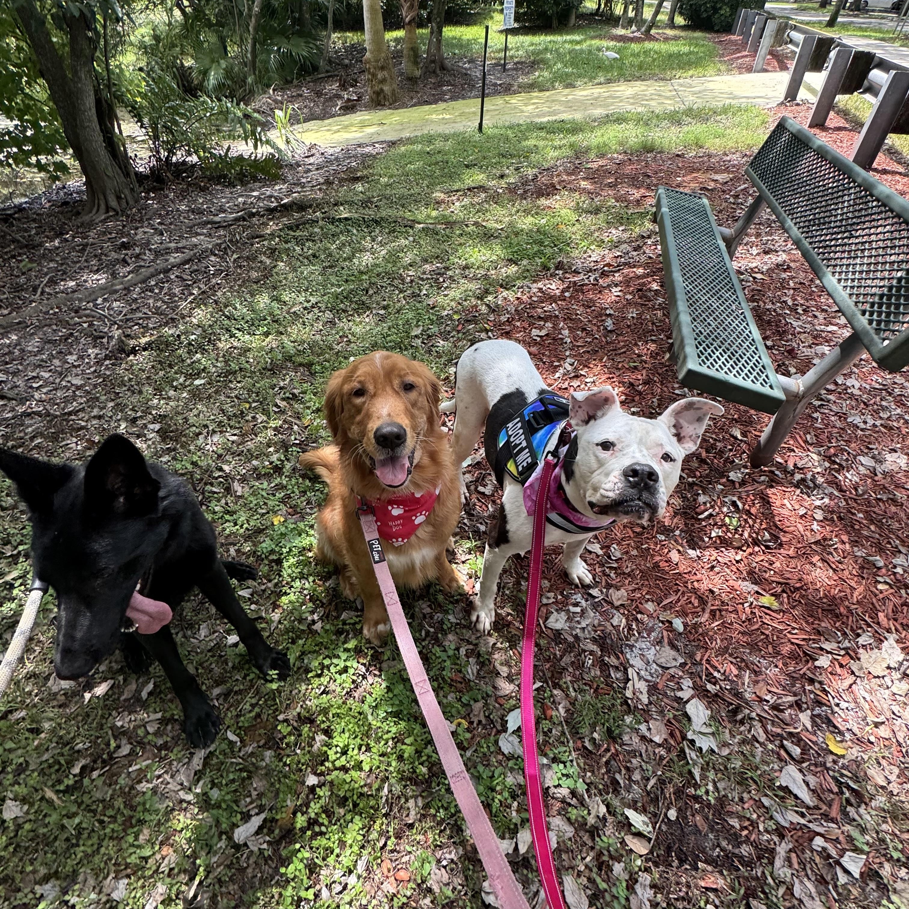 Enlarge Tinka, a Adoptable mixed breed in vero beach, FL image 3/6