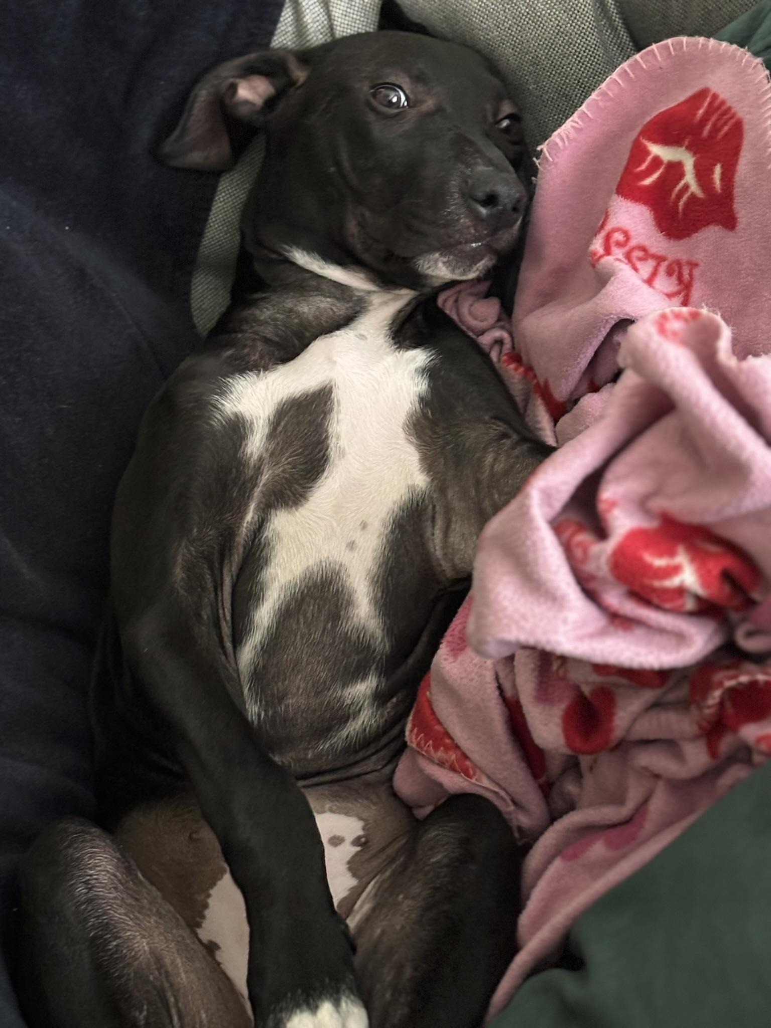 June, an adoptable Labrador Retriever in Spokane, WA, 99207 | Photo Image 10