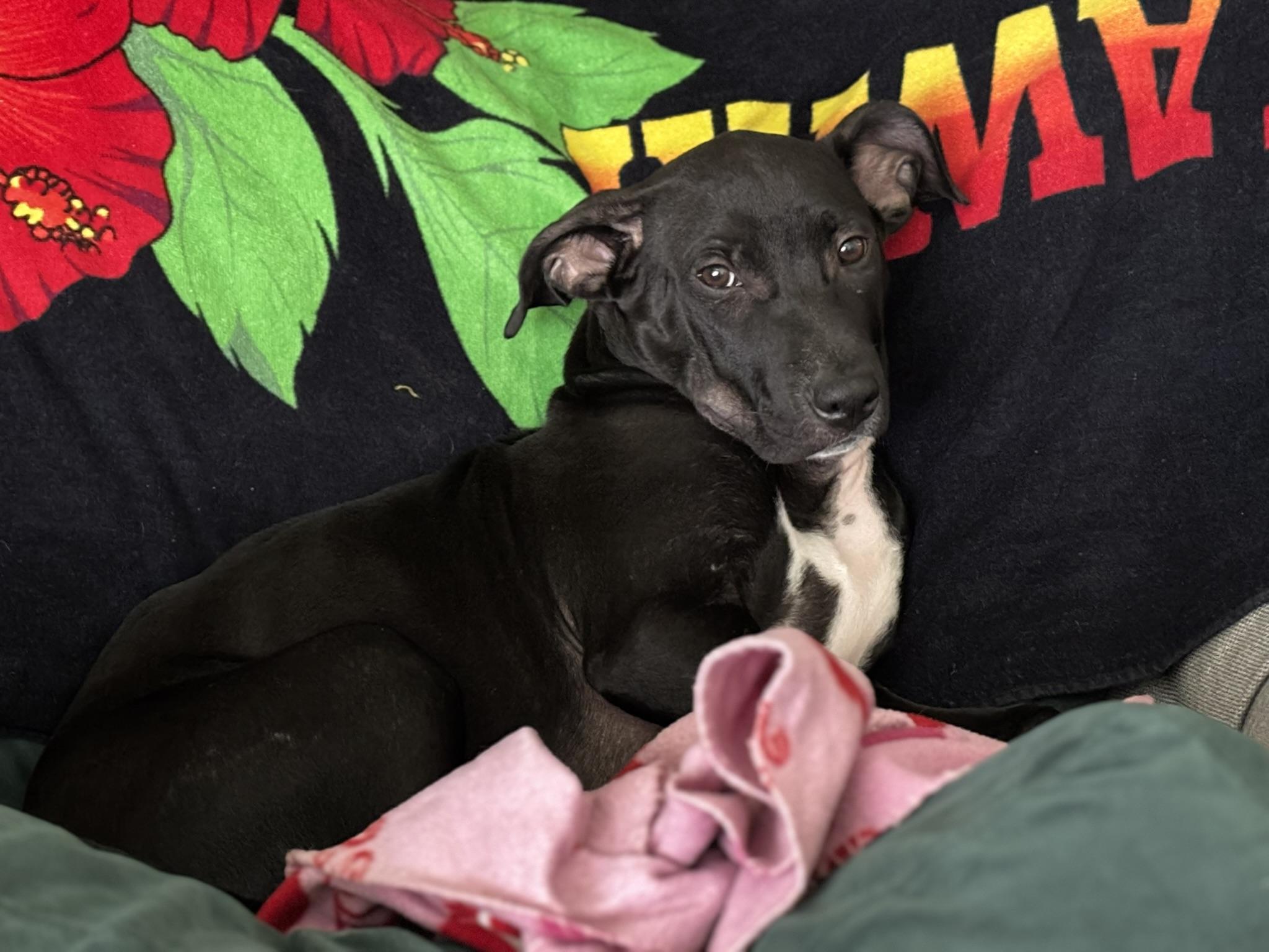 June, an adoptable Labrador Retriever in Spokane, WA, 99207 | Photo Image 9