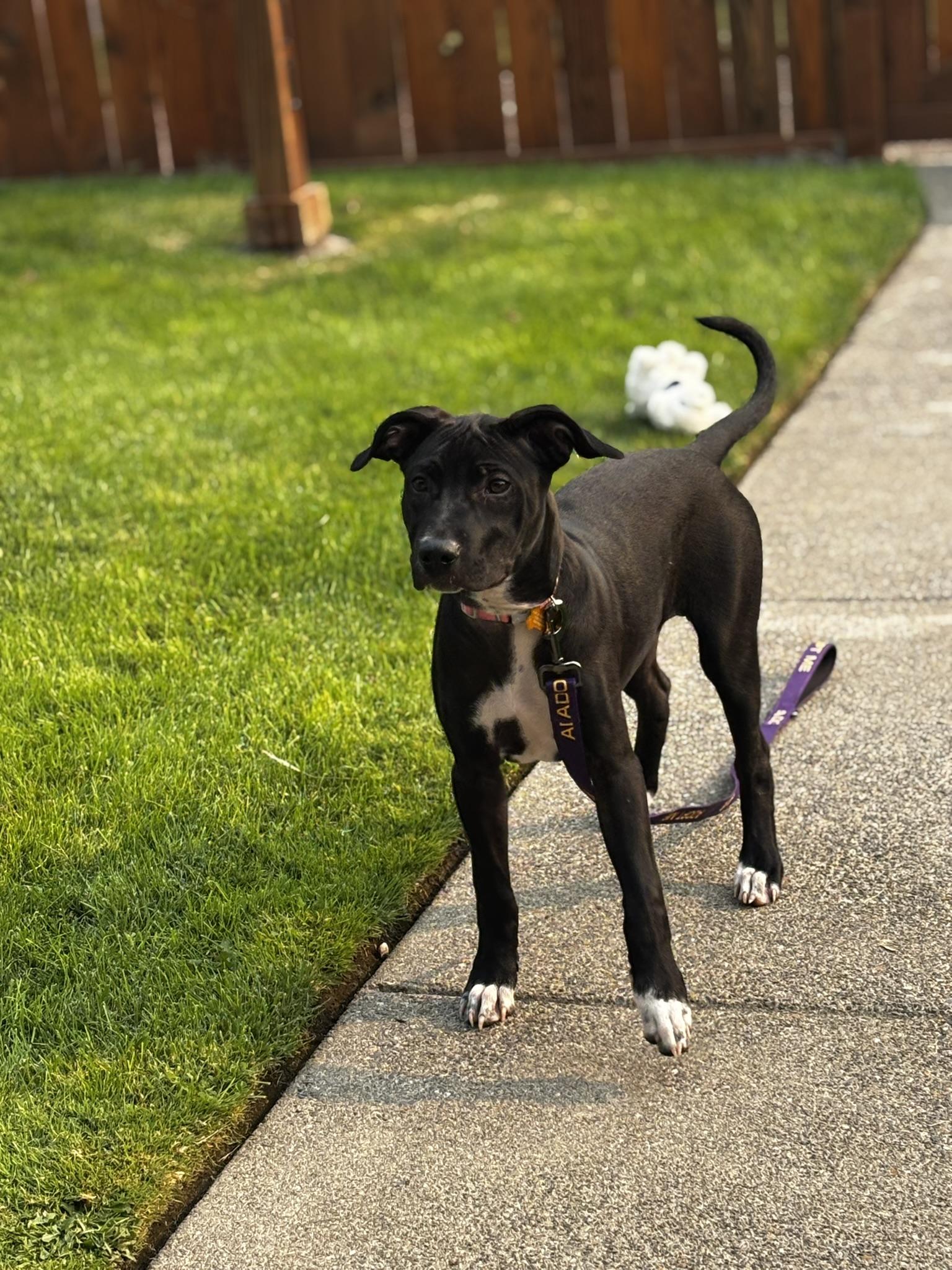 June, an adoptable Labrador Retriever in Spokane, WA, 99207 | Photo Image 1