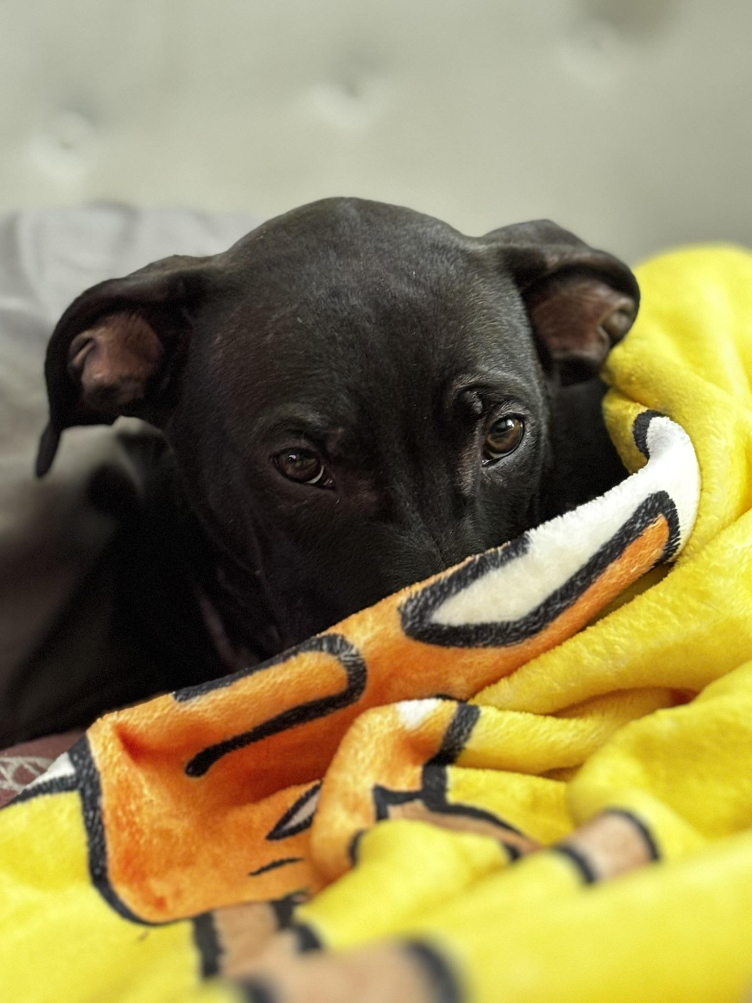 June, an adoptable Labrador Retriever in Spokane, WA, 99207 | Photo Image 7