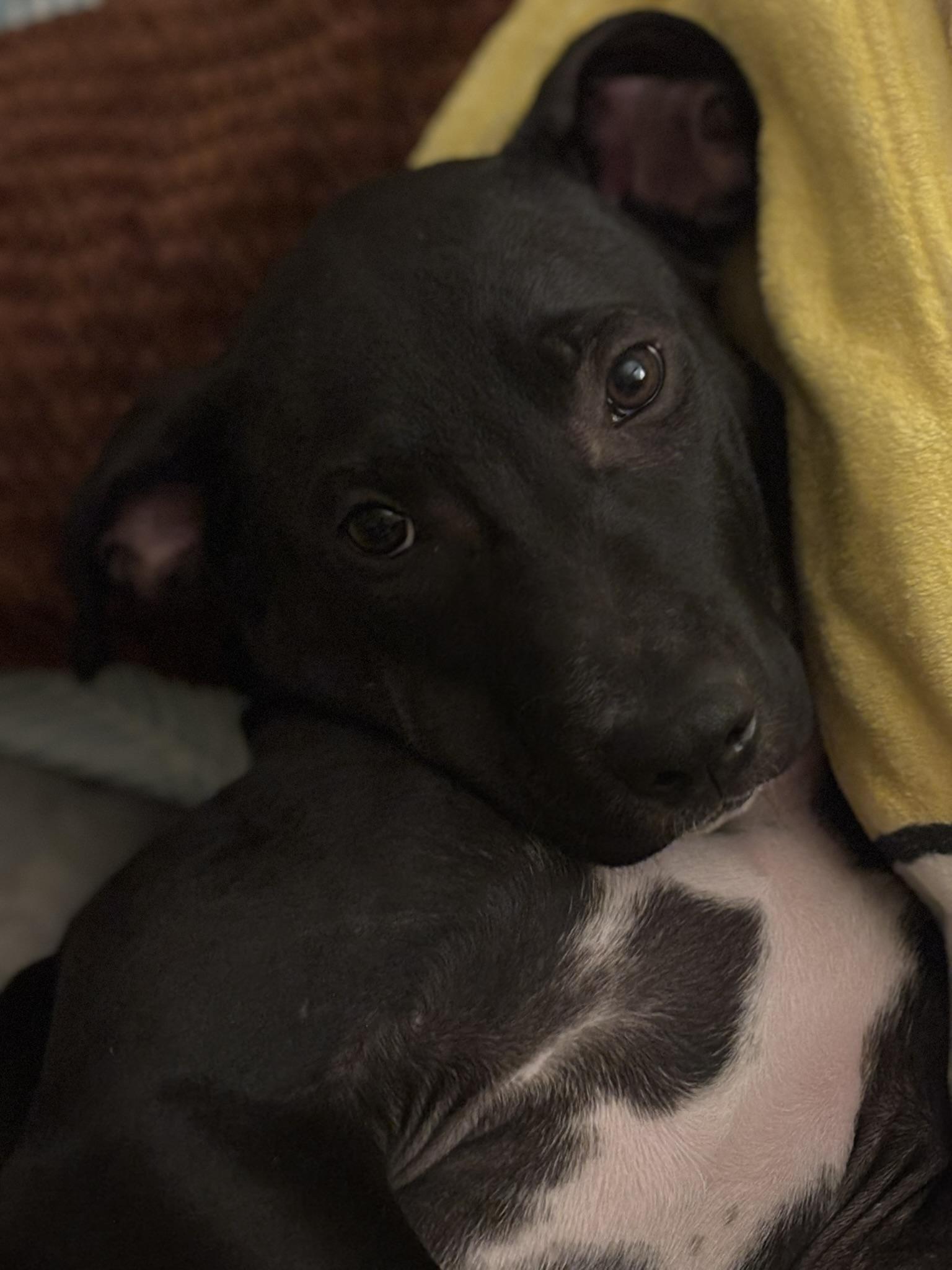 June, an adoptable Labrador Retriever in Spokane, WA, 99207 | Photo Image 5