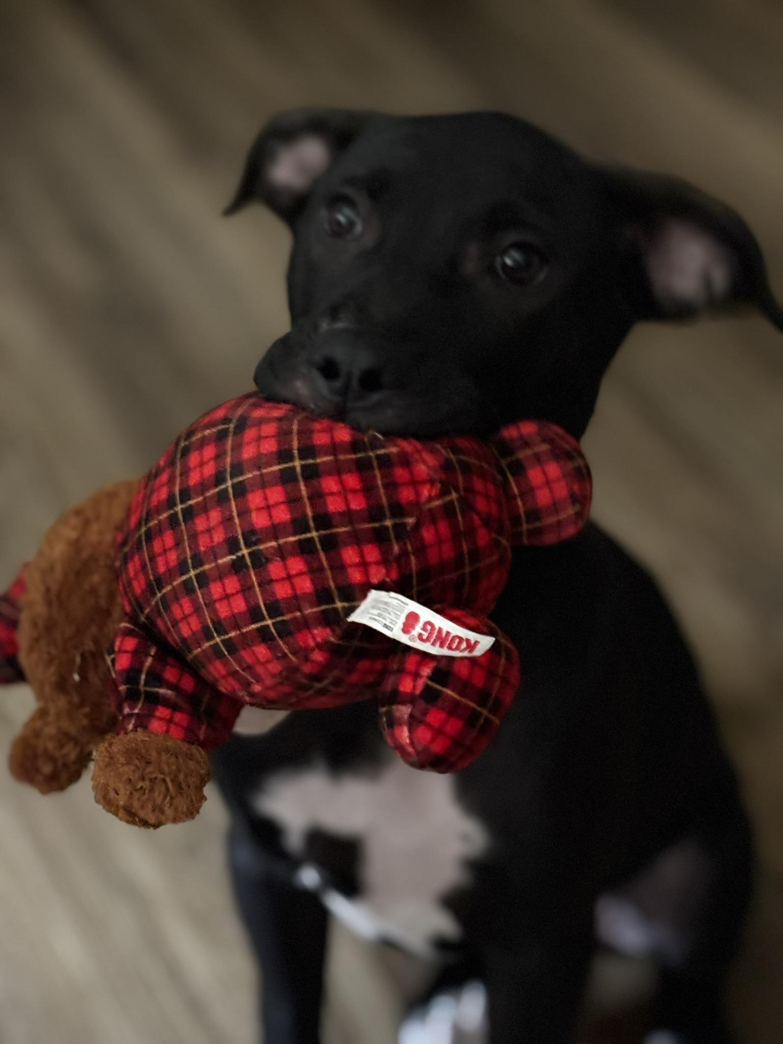 June, an adoptable Labrador Retriever in Spokane, WA, 99207 | Photo Image 2
