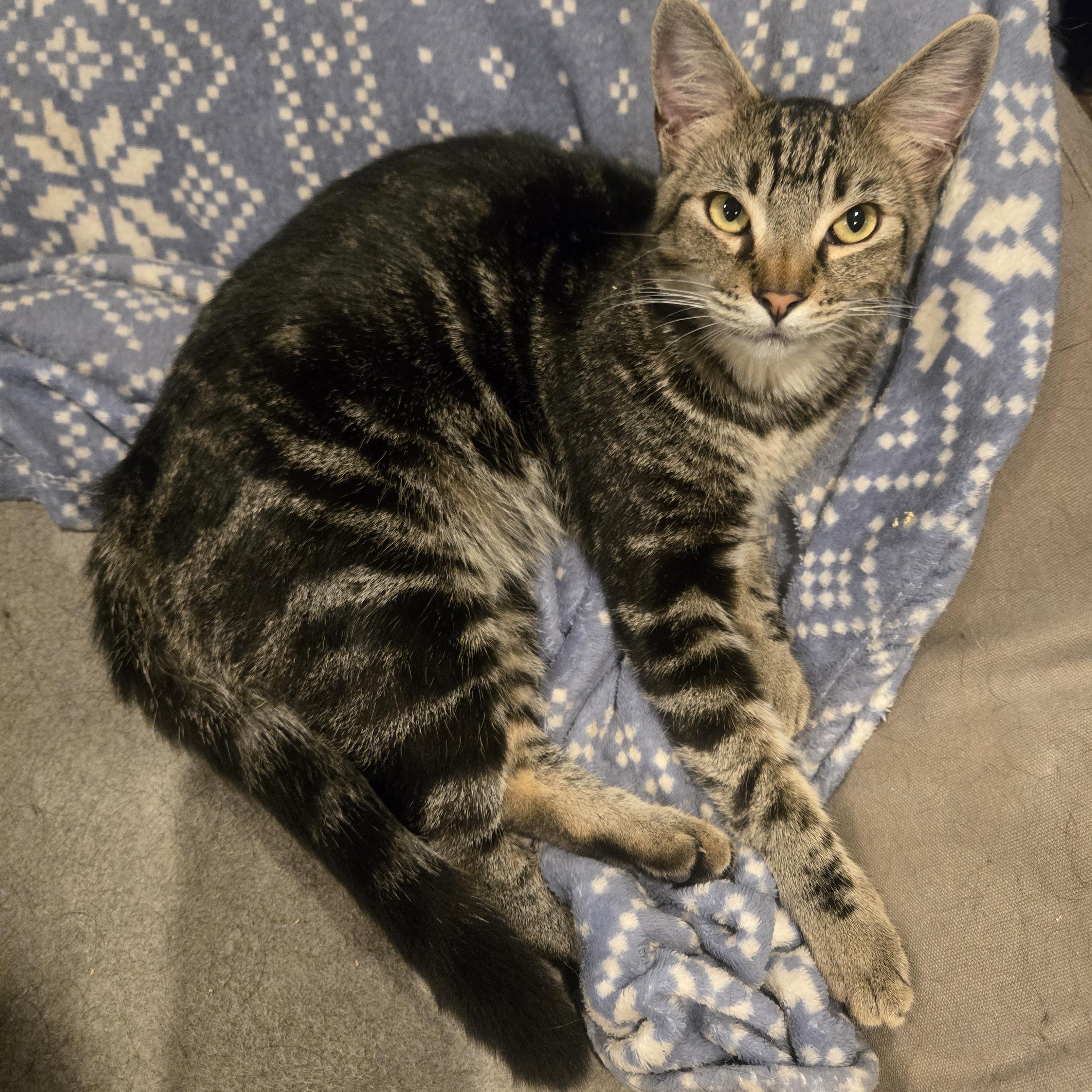 Enlarge Scooter (gf), a Adoptable mixed breed in Encino, CA image 1/1