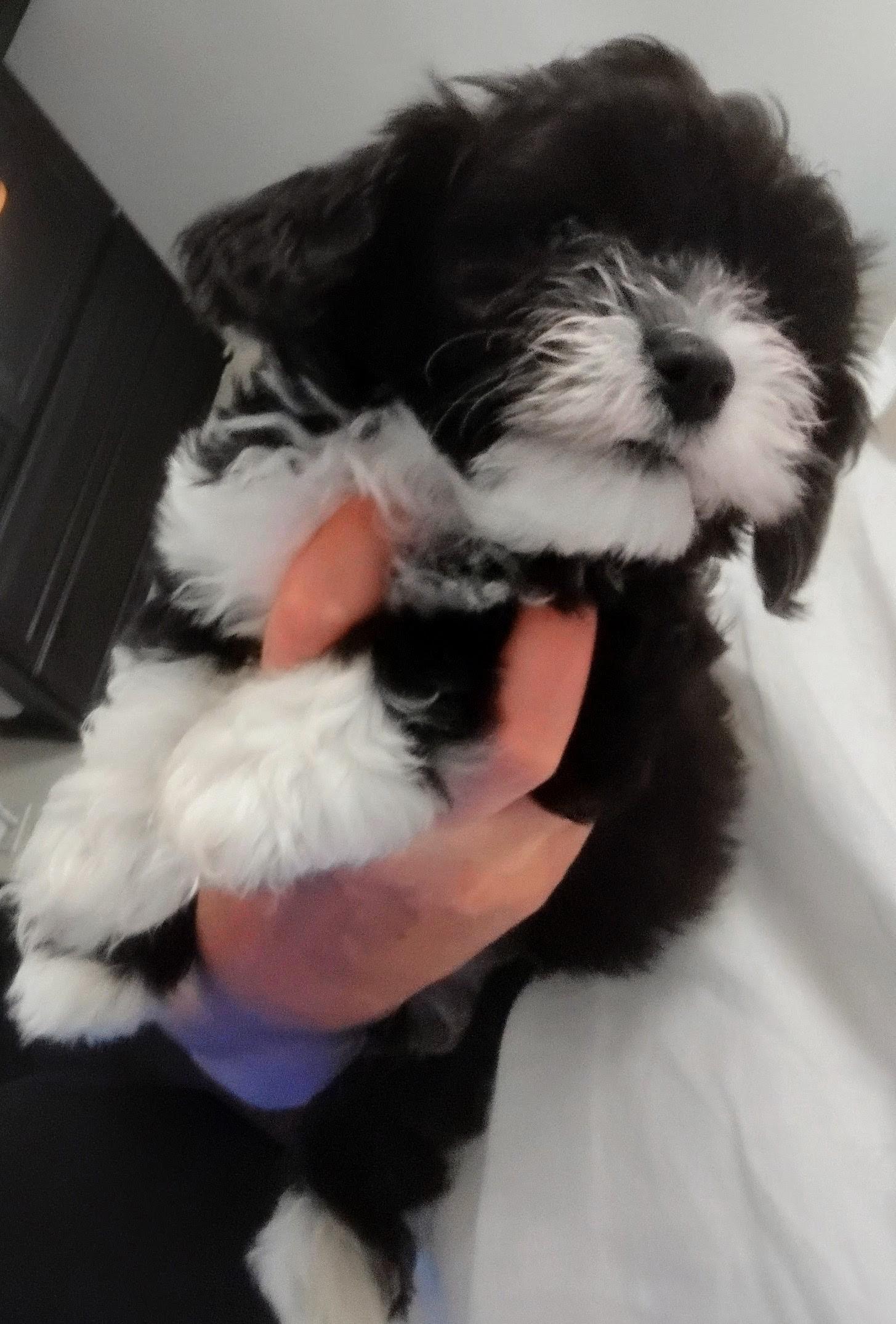 Socks, a ADOPTABLE Maltipoo in Los Angeles, CA image 2/2
