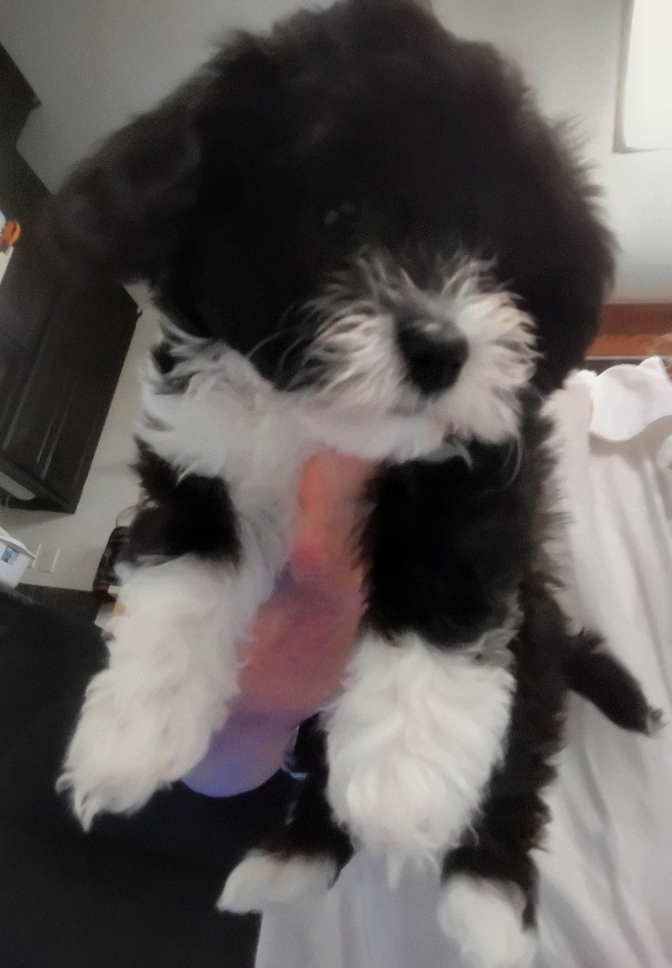 Socks, ADOPTABLE, Puppy Female Maltipoo.