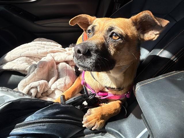 TALIA, Adoptable, Adult Female Pug & Parson Russell Terrier.