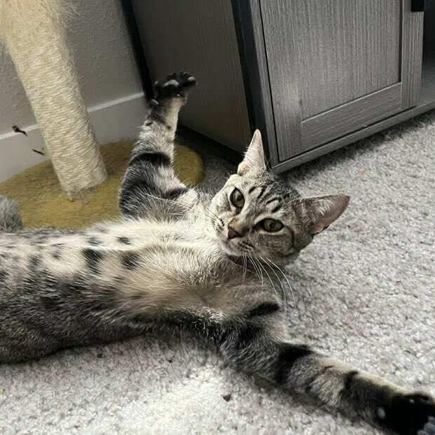 Maxine - 20% off, Adoptable, Young Female Domestic Short Hair & Tabby.