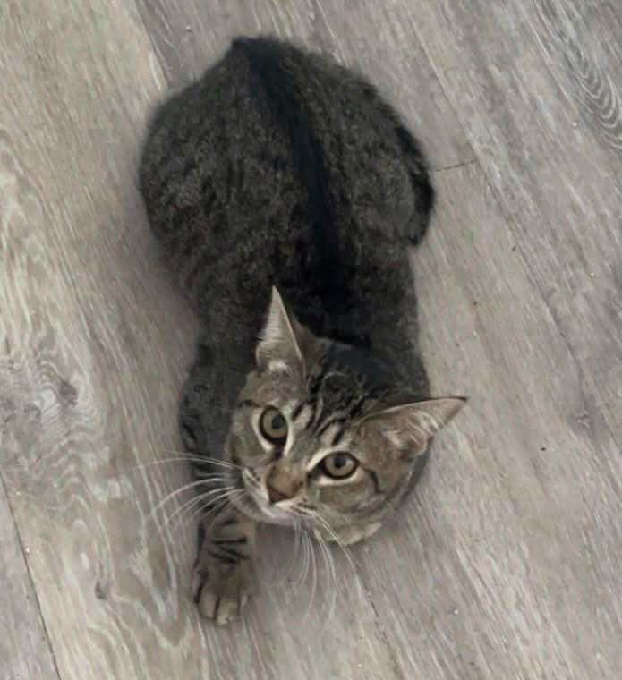 Maxine - 20% off, a Adoptable mixed breed in Gladstone, OR image 5/5