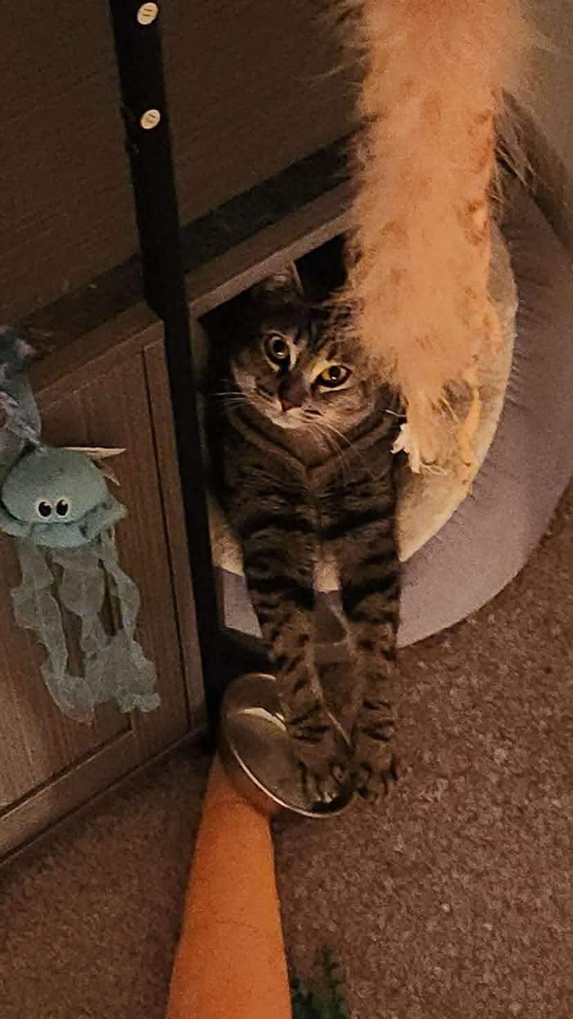 Maxine - 20% off, Adoptable, Young Female Domestic Short Hair & Tabby.