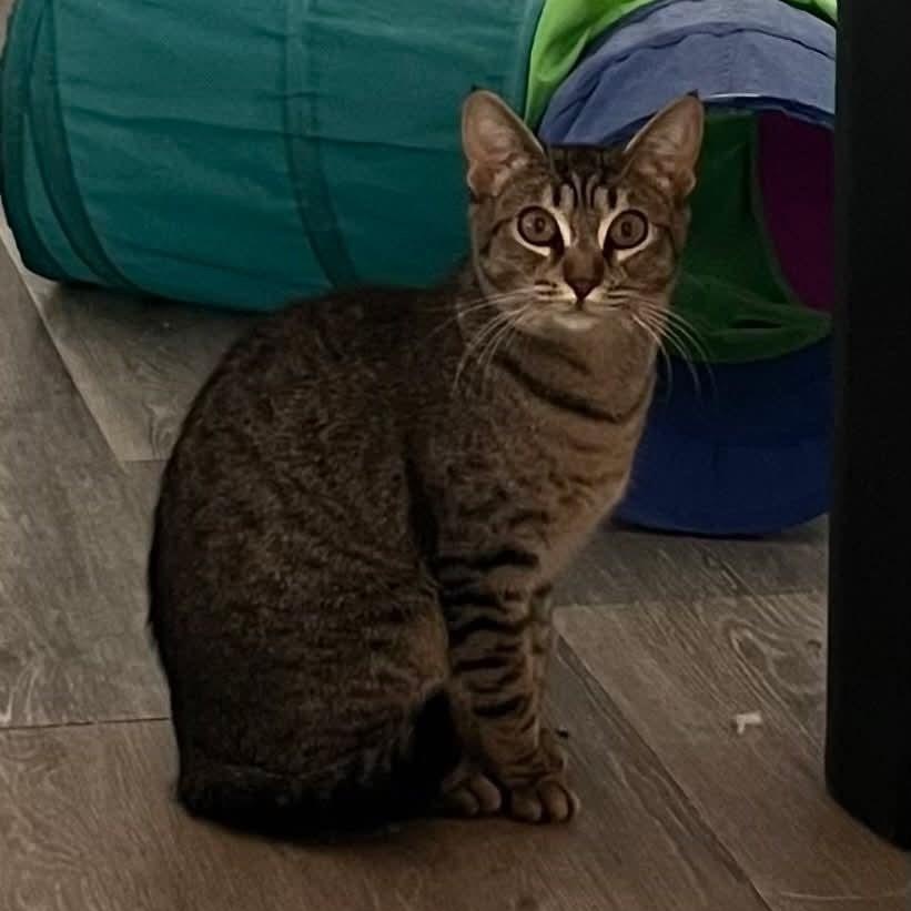 Maxine - 20% off, a Adoptable mixed breed in Gladstone, OR image 4/5