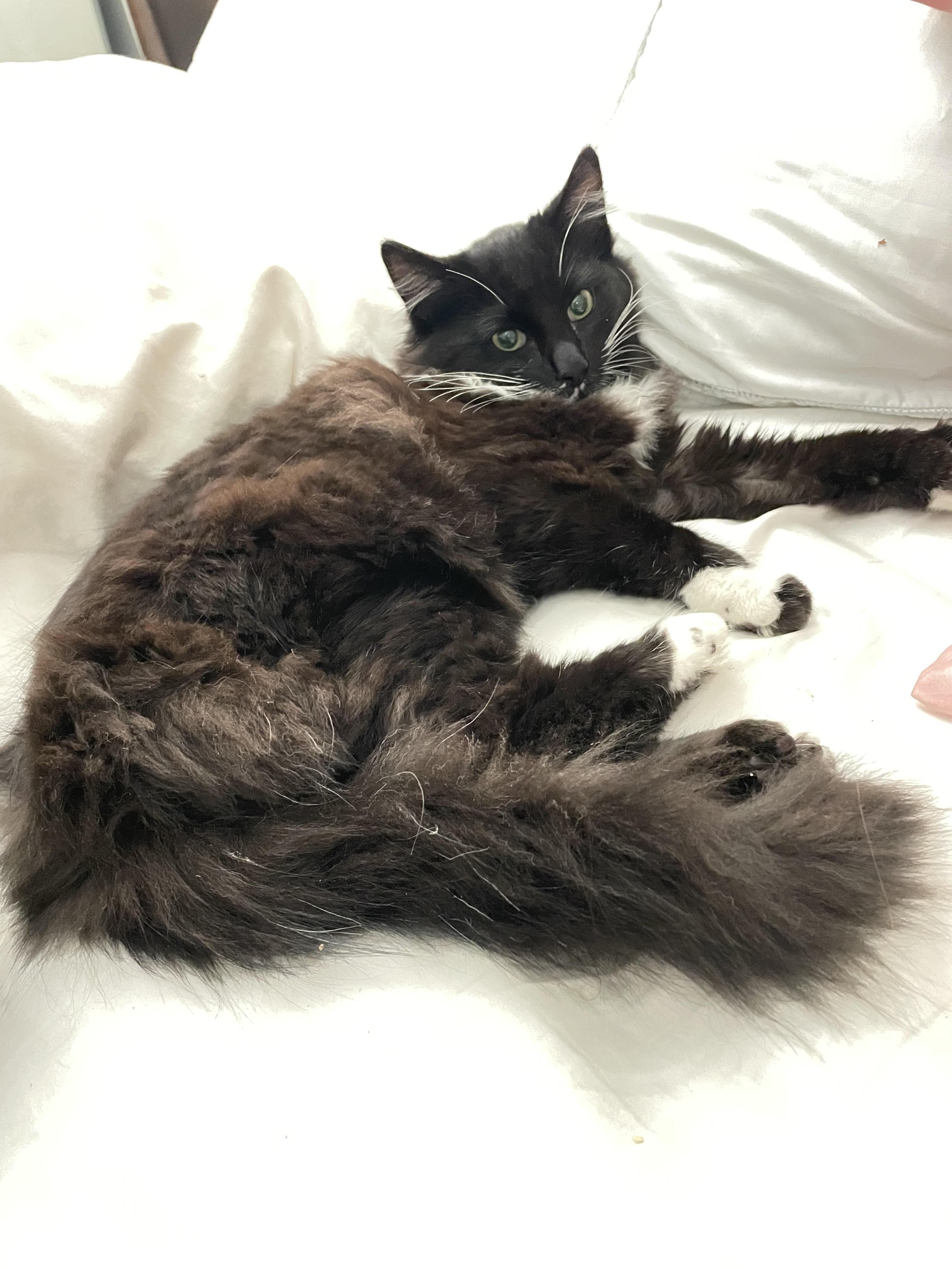 Sterling, ADOPTABLE, Kitten Male Domestic Long Hair.