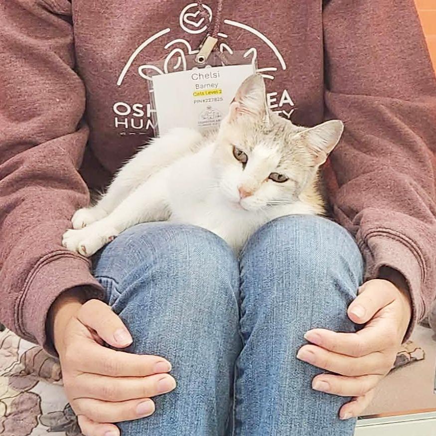 Myrtle, a Adoptable Domestic Short Hair in Oshkosh, WI image 1/6