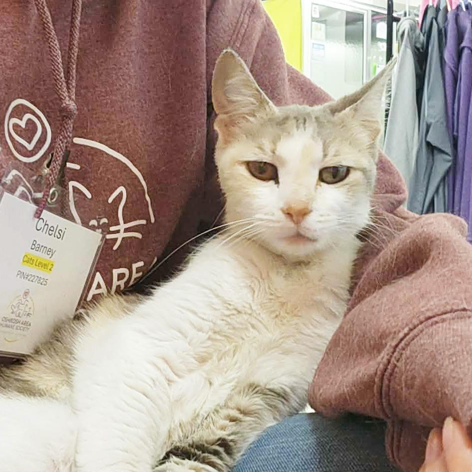 Myrtle, a Adoptable Domestic Short Hair in Oshkosh, WI image 3/6