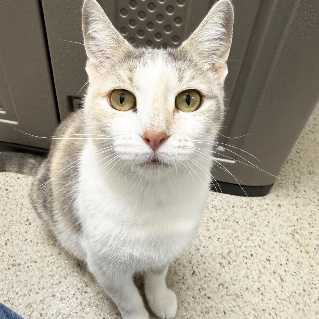 Myrtle, a Adoptable Domestic Short Hair in Oshkosh, WI image 4/6