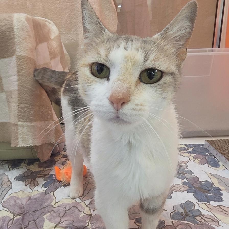 Myrtle, a Adoptable Domestic Short Hair in Oshkosh, WI image 5/6