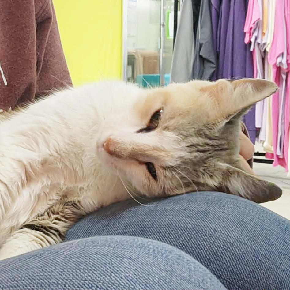 Myrtle, a Adoptable Domestic Short Hair in Oshkosh, WI image 6/6
