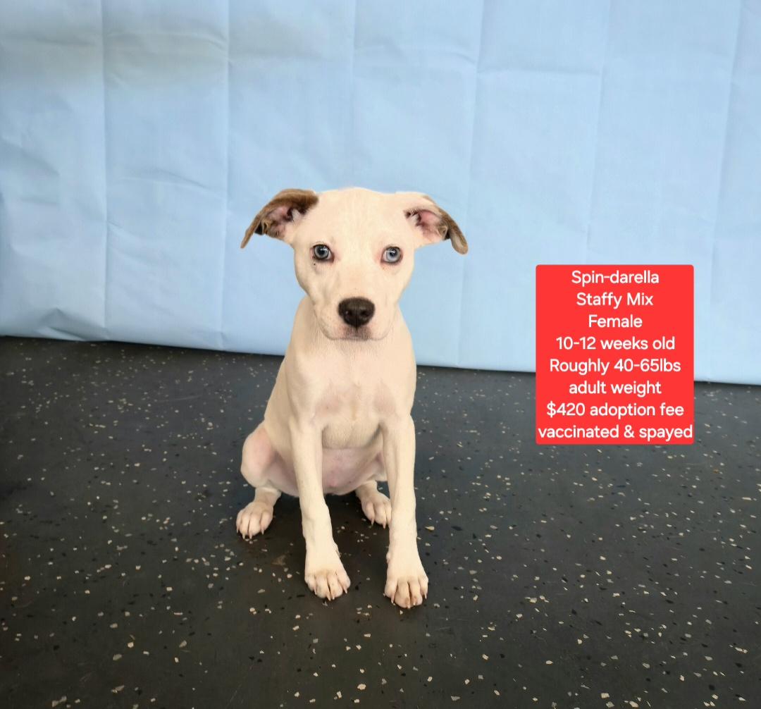 Enlarge Spin-derella, a ADOPTABLE mixed breed in Oviedo, FL image 1/1