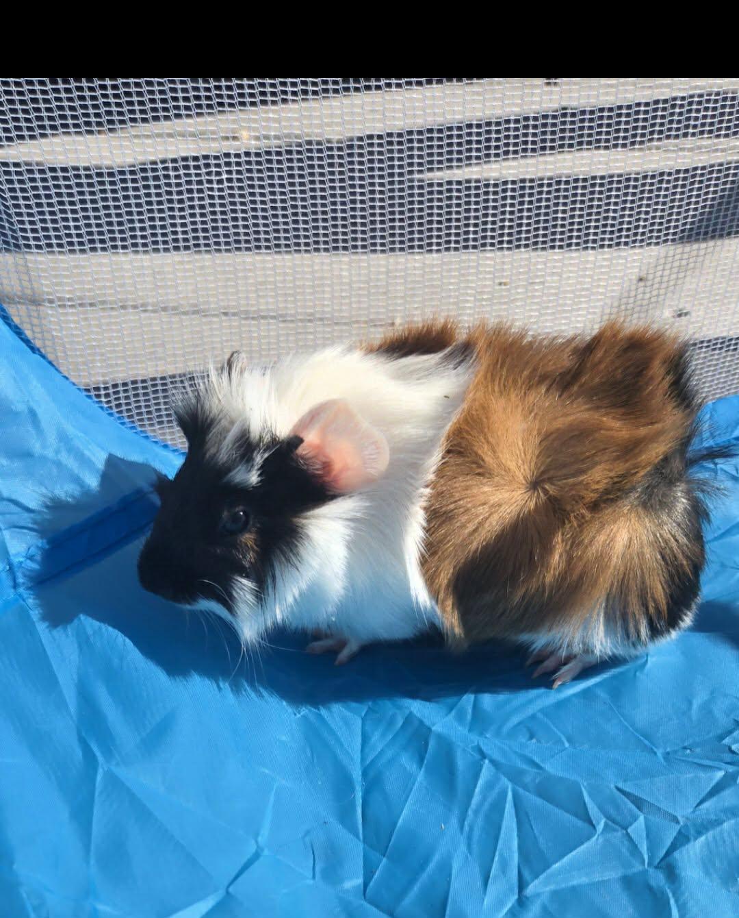 Asiago, Adoptable, Young Male Guinea Pig.