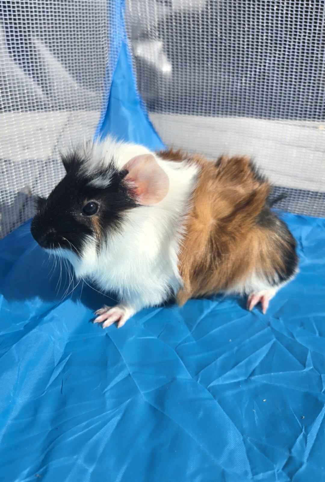 Enlarge Asiago, a Adoptable Guinea Pig in Glenmoore, PA image 2/3
