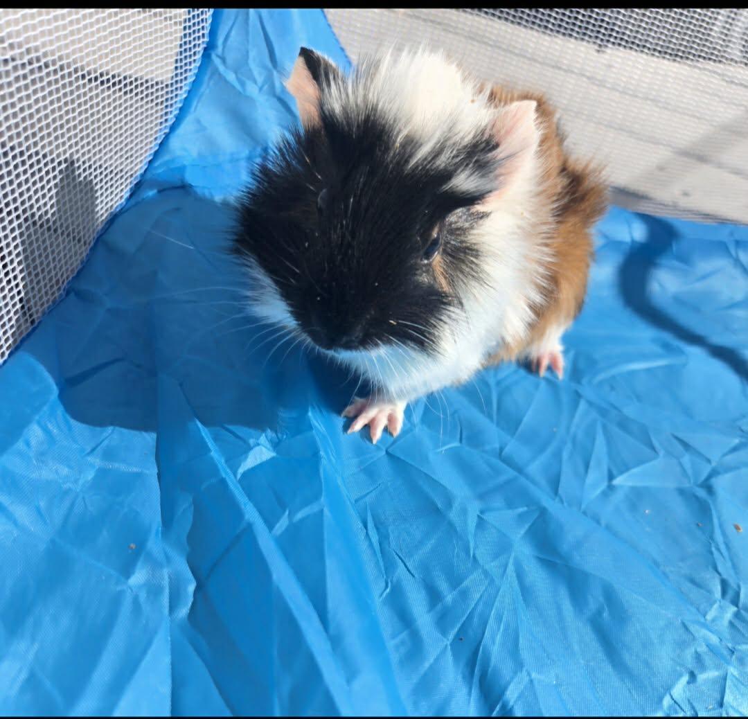 Enlarge Asiago, a Adoptable Guinea Pig in Glenmoore, PA image 3/3