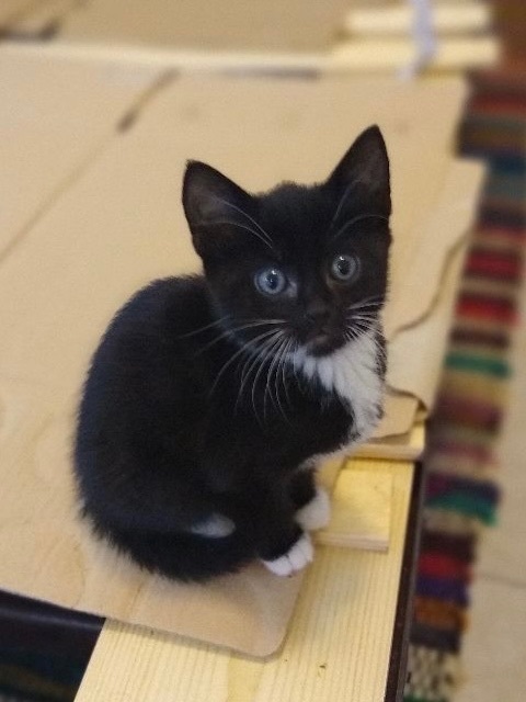 Stella, a Adoptable Oriental Short Hair image 1/8