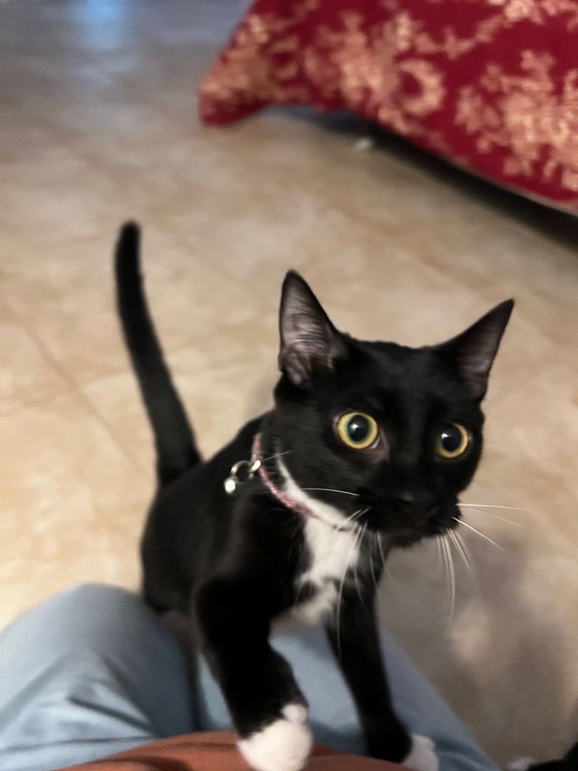 Stella, a Adoptable Oriental Short Hair image 3/8