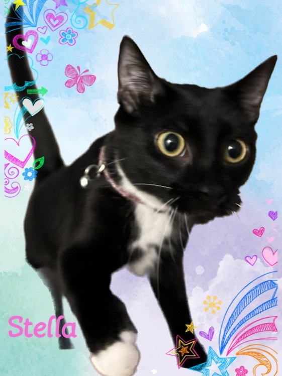 Stella, a Adoptable Oriental Short Hair image 4/8