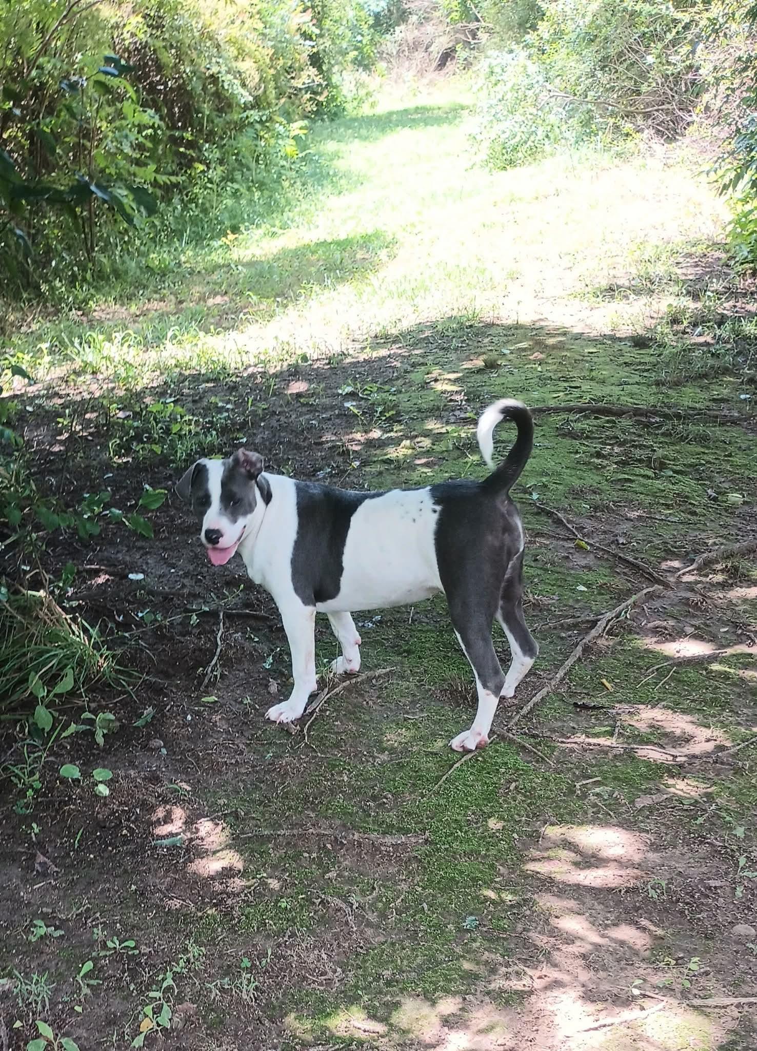 Wendy, Adoptable, Young Female American Bully.