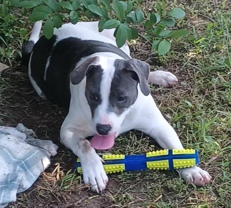 Wendy, a Adoptable American Bully in Fort Payne, AL image 2/2