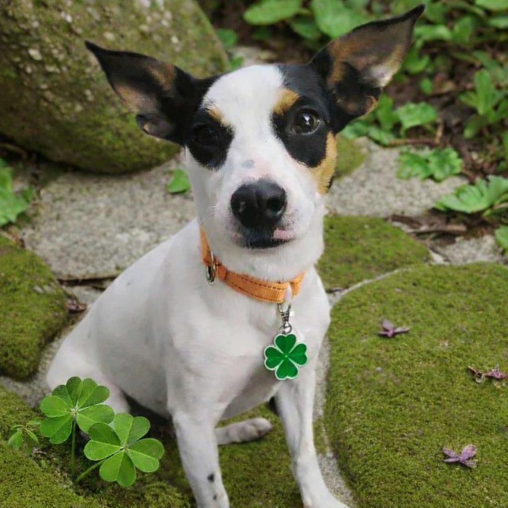 Clover, Adoptable, Adult Female Jack Russell Terrier.