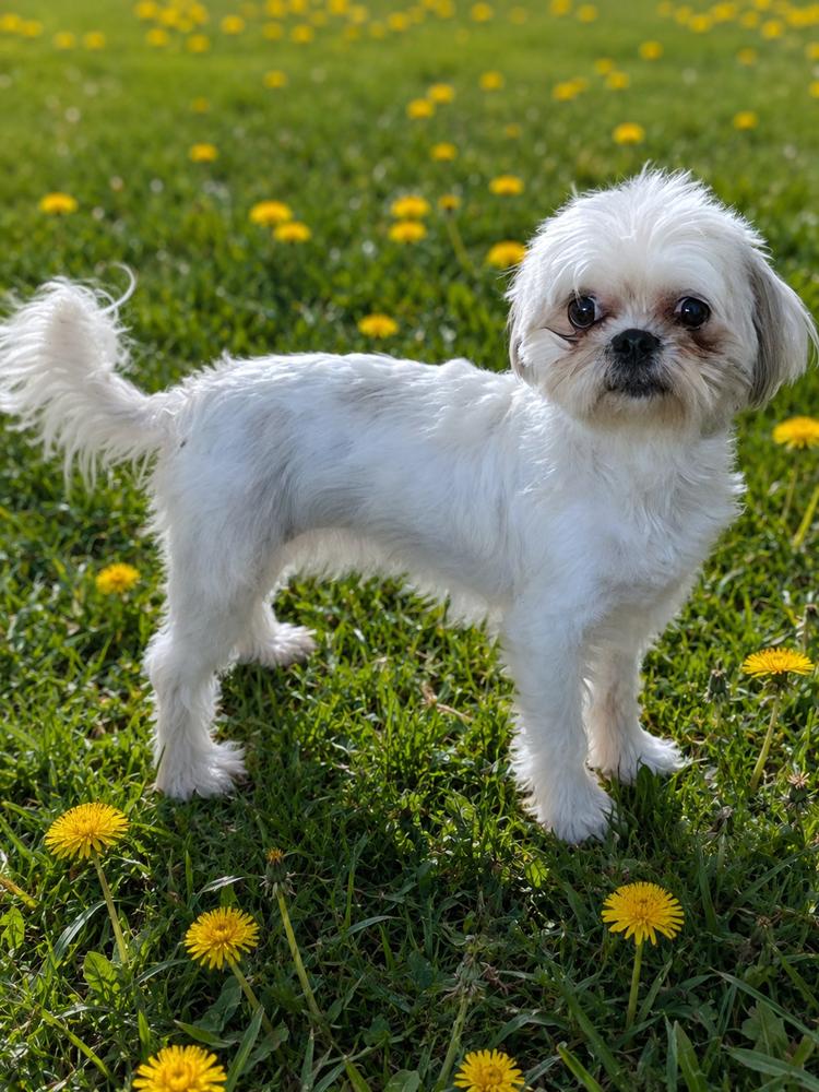 Enlarge Gigi, a Adoptable mixed breed in Oakland, MI image 1/1
