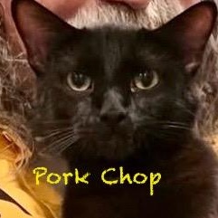 Enlarge Pork Chop, an adoptable Domestic Short Hair in Palatine, IL image 2/2