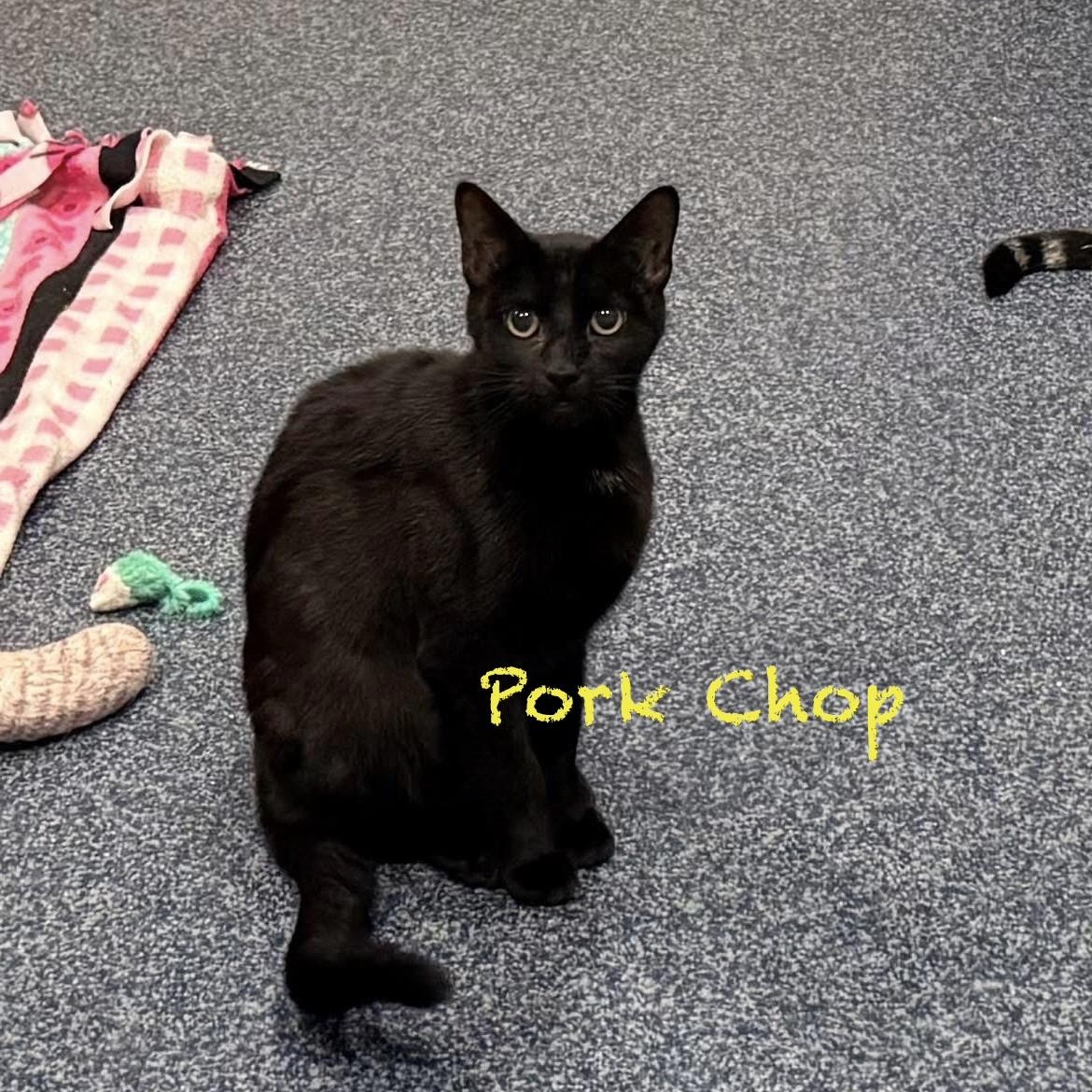 Pork Chop, adoptable, Adult Male Domestic Short Hair.