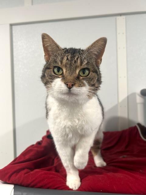 Enlarge Eve, a ADOPTABLE Domestic Short Hair in Ashland, OH image 1/2