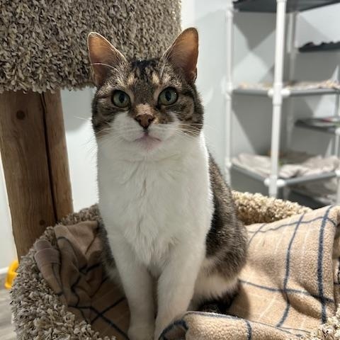 Enlarge Eve, a ADOPTABLE Domestic Short Hair in Ashland, OH image 2/2