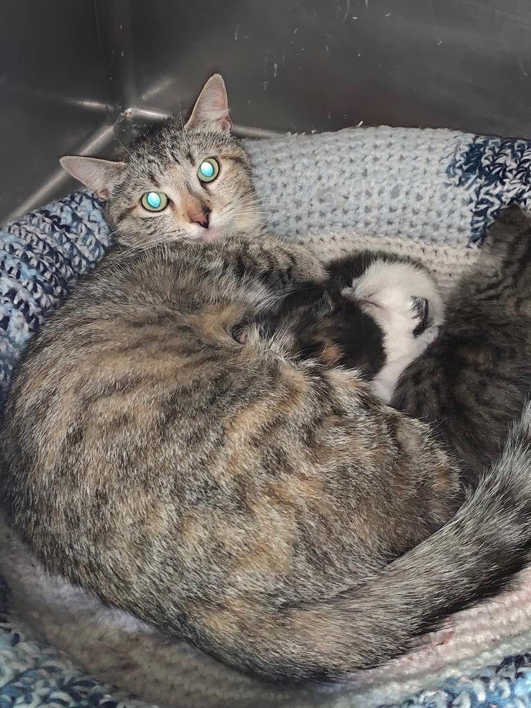 Sage, Adoptable, Adult Female Domestic Short Hair.