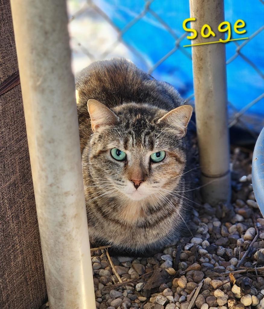 Sage, Adoptable, Adult Female Domestic Short Hair.