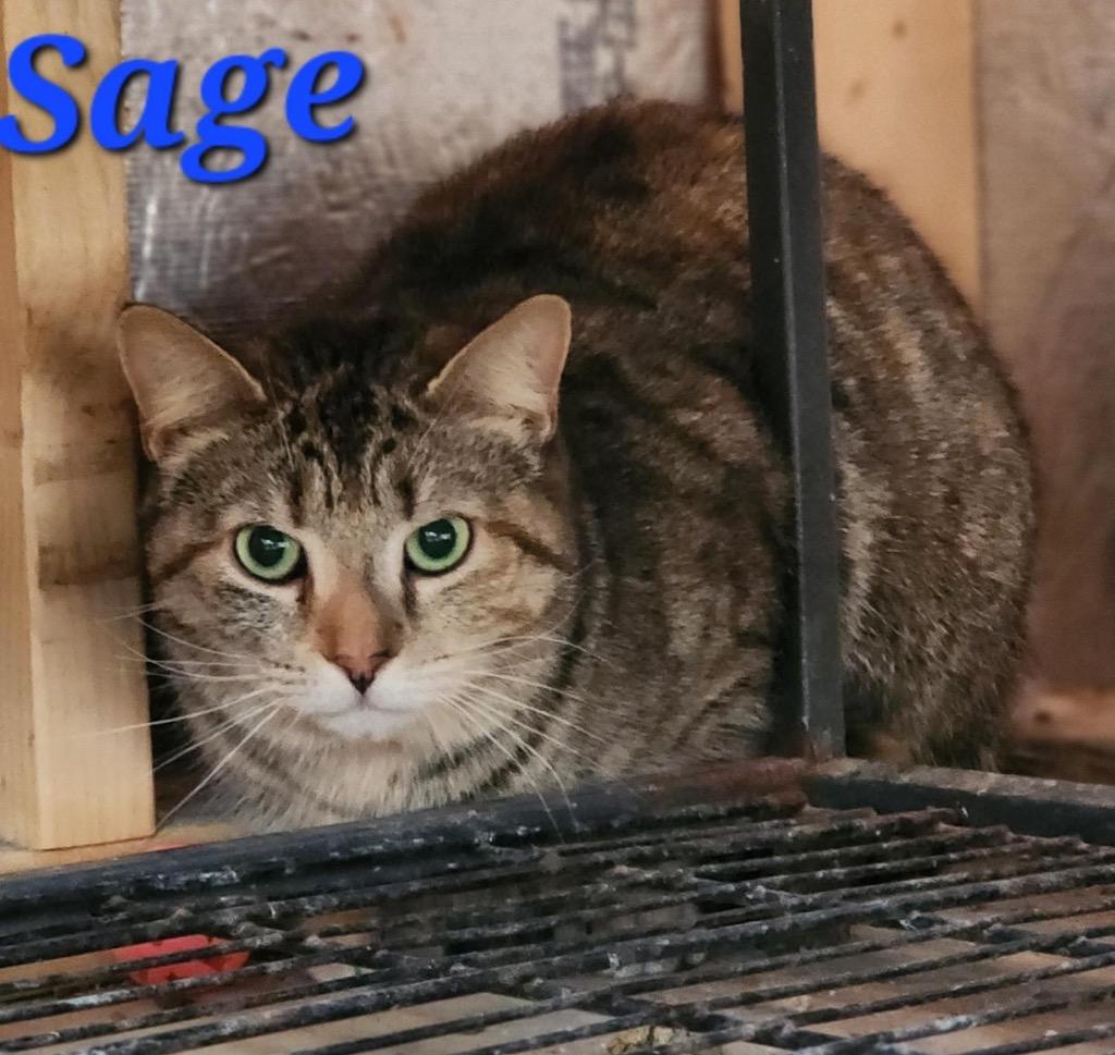Enlarge Sage, a Adoptable mixed breed in Cambridge, MD image 3/6