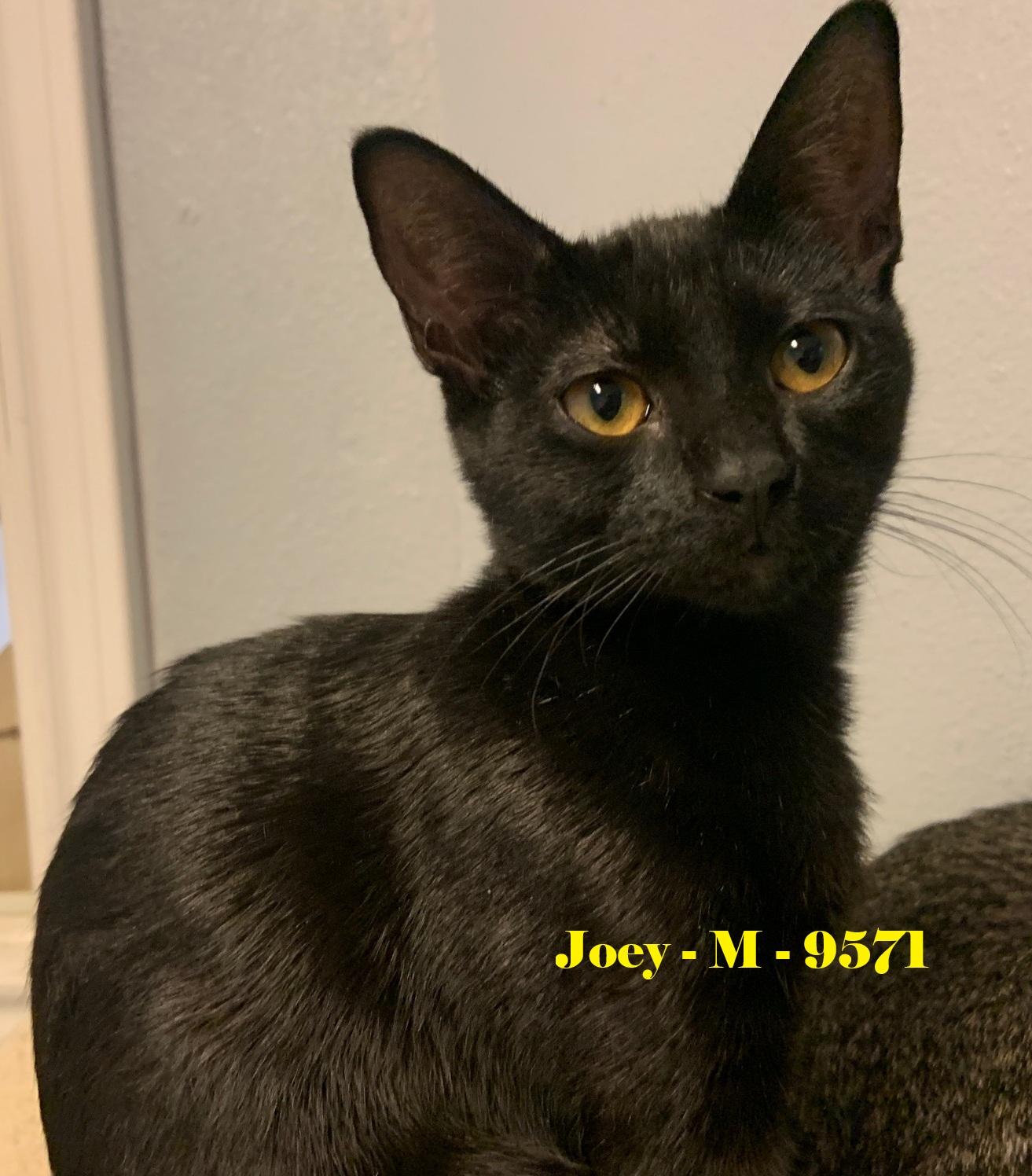Joey, adoptable, Young Male American Shorthair.