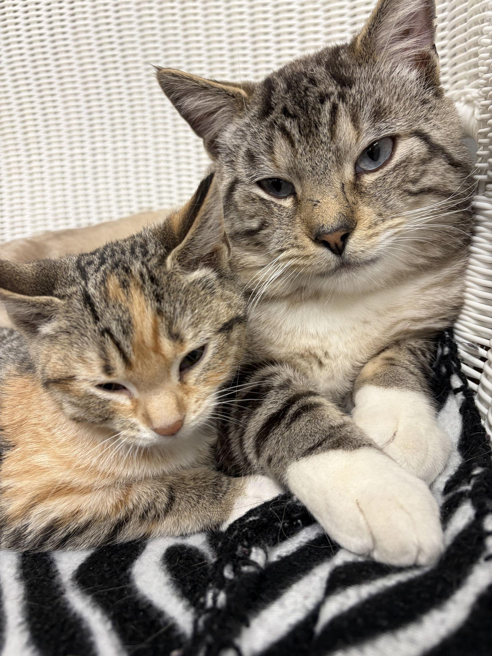 Enlarge Levi, a Adopted Siamese in East Derry, NH image 1/3