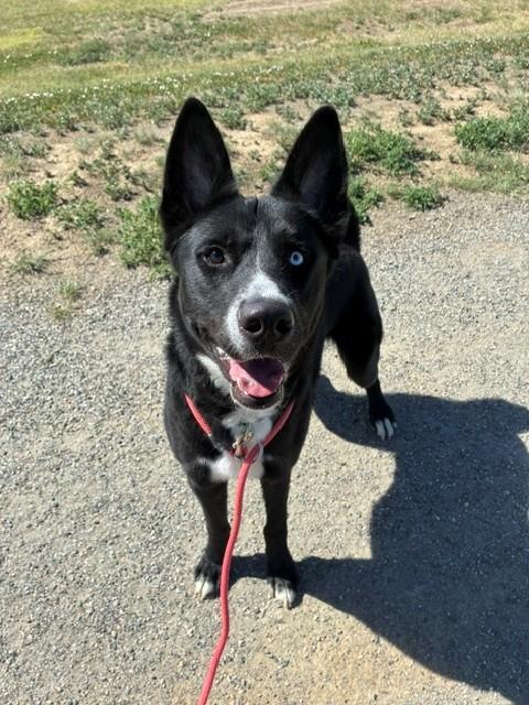 DAVID BOWIE, Adoptable, Young Male Siberian Husky & Mixed Breed.