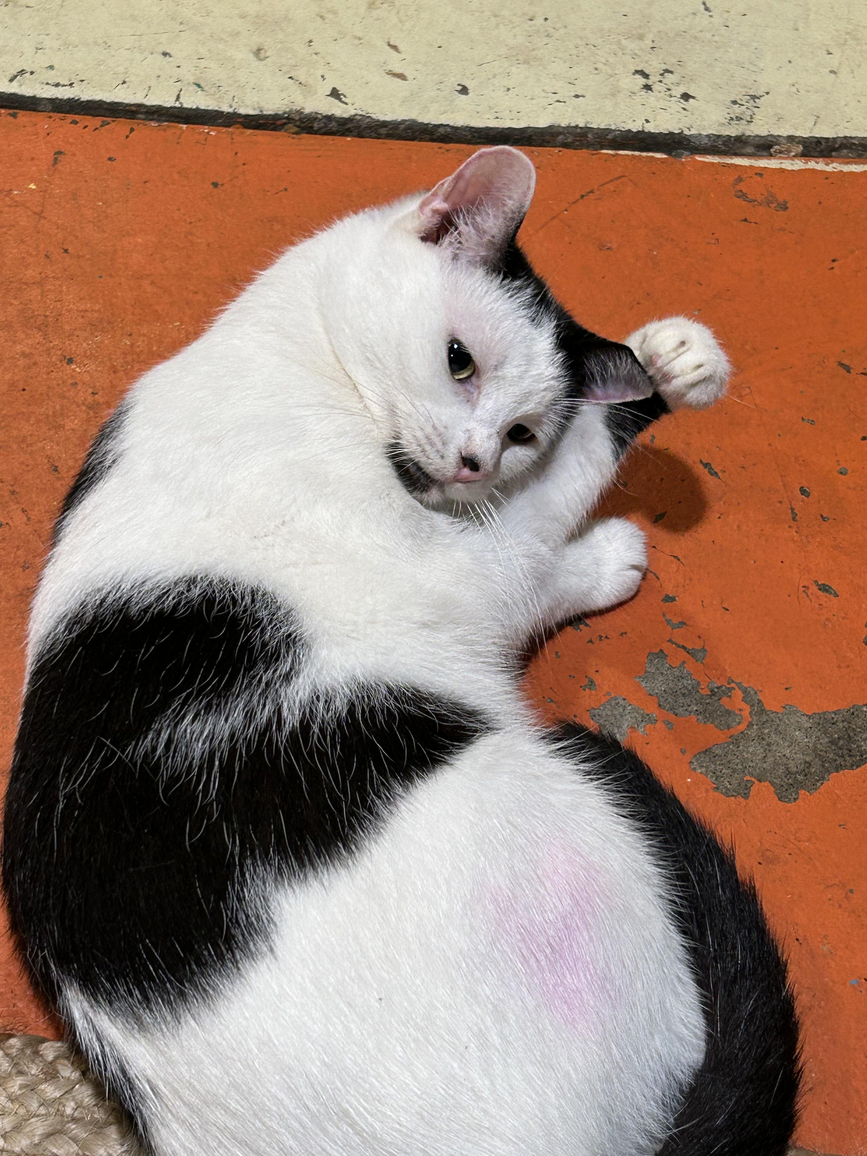 Tipsy, Adoptable, Adult Female Domestic Short Hair.