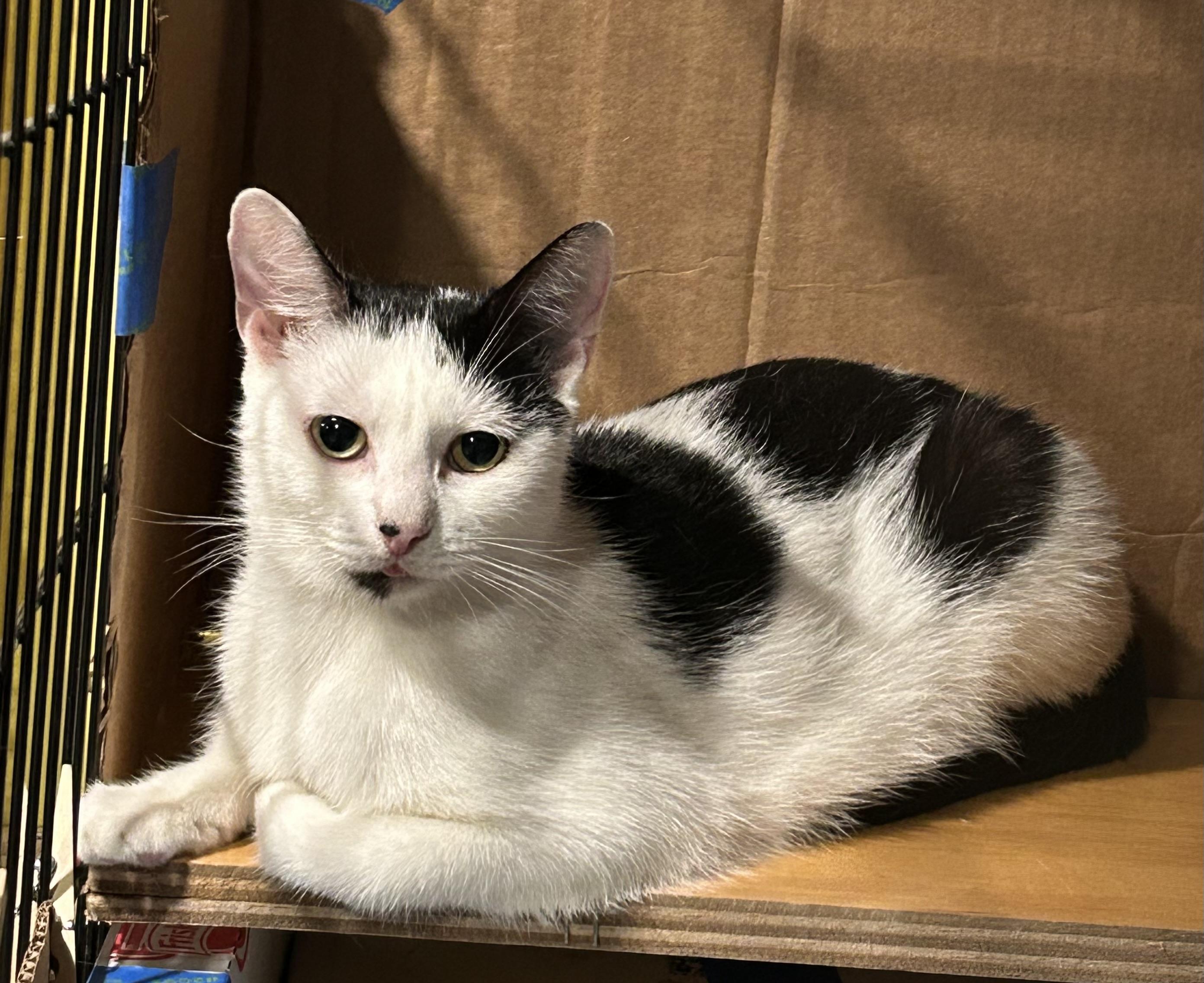 Enlarge Tipsy, a Adoptable mixed breed in Havertown, PA image 3/6