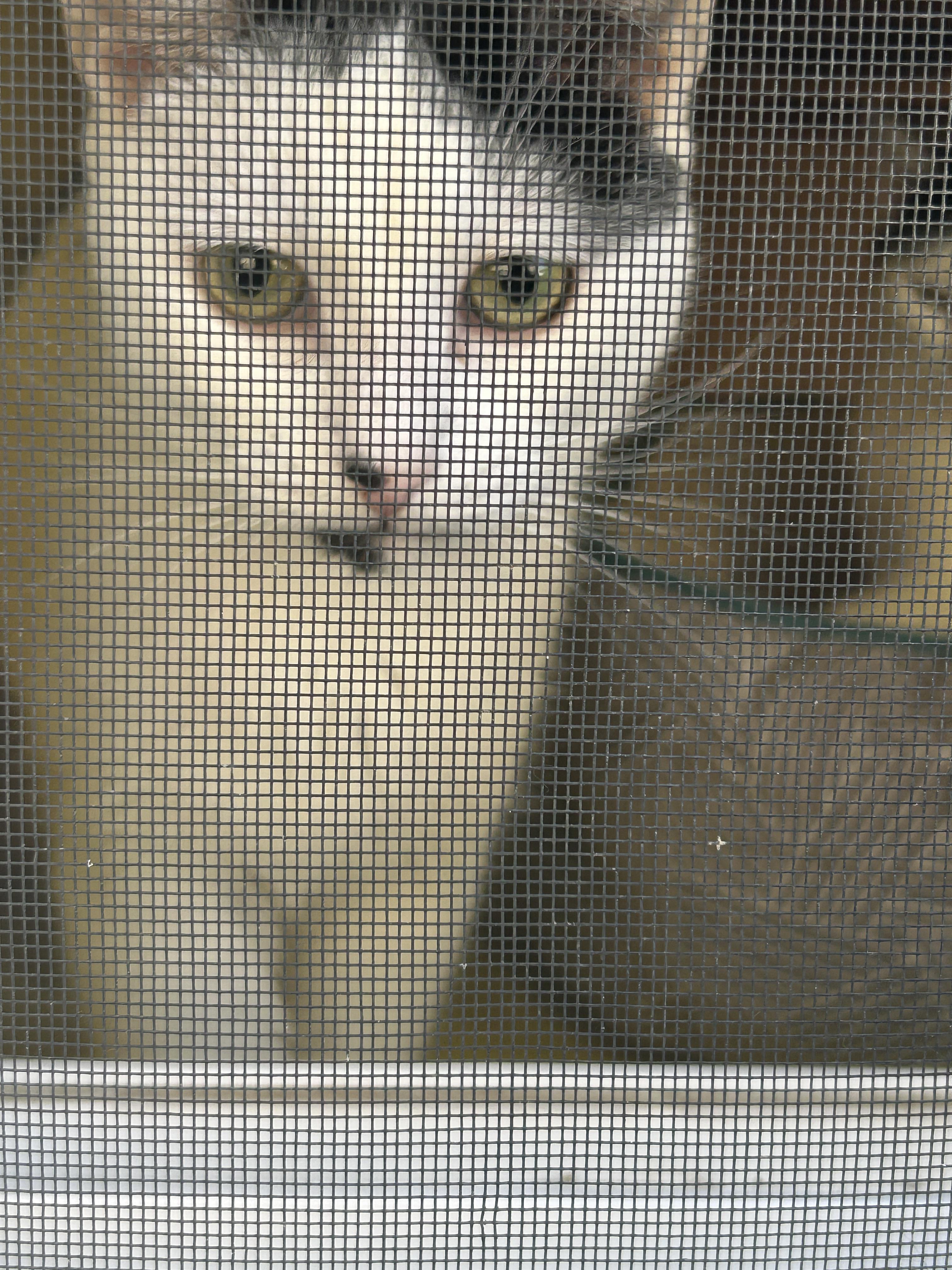 Enlarge Tipsy, a Adoptable mixed breed in Havertown, PA image 4/6