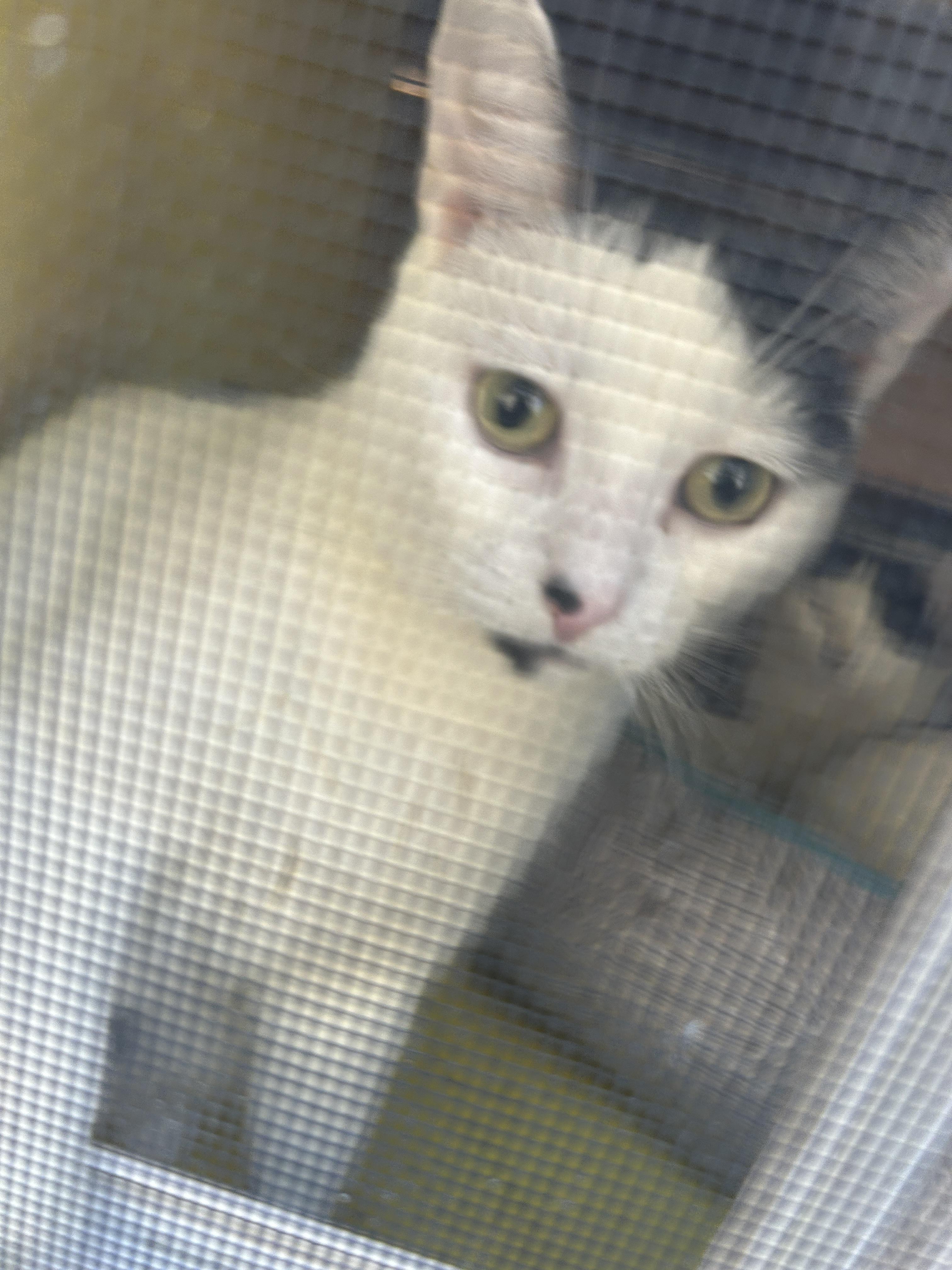 Enlarge Tipsy, a Adoptable mixed breed in Havertown, PA image 5/6